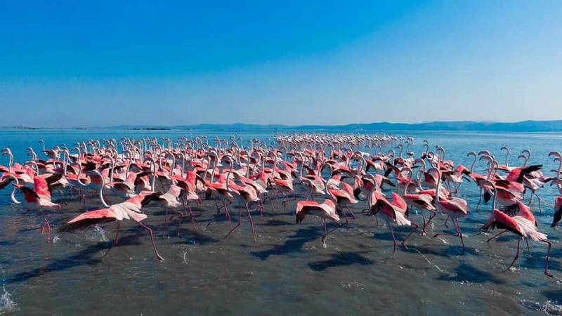 flamingot ne narte 2