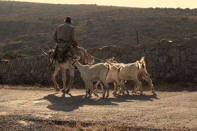 ΑΝΤΑΡΣΥΑ: Ολοκληρωτική συγκέντρωση της αιγοπροβατοτροφίας στα χέρια του αγροτοδιατροφικού κεφαλαίου προωθεί η Ευρωπαϊκή Ένωση