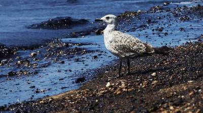ΣΥΓΚΕΝΤΡΩΣΗ διαμαρτυρίας για τον Αργοσαρωνικό, 7/10 στις 11.00πμ στο Δημοτικό Θέατρο Πειραιά και πορεία στο Υπουργείο Ναυτιλίας