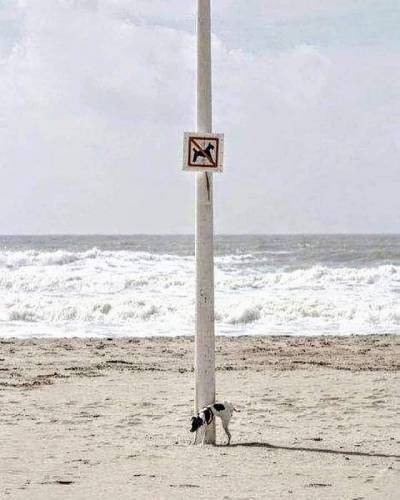 ΑΝΥΠΟΤΑΚΤΗ ΚΙΝΗΣΗ για τα χωριά και τη πόλη της Πρέβεζας: Θέσεις για τα αδέσποτα ζώα