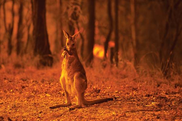 Αυστραλιανές μεγα-πυρκαγιές: Κατ’ εικόνα της καπιταλιστικής αμετροέπειας