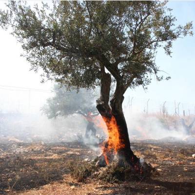 Στη Δυτική Όχθη, Ισραηλινοί έποικοι καίνε τα ελαιόδεντρα των Παλαιστινίων
