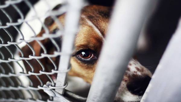 Τα σκυλιά, ο ηθικός πανικός και ο σαδισμός